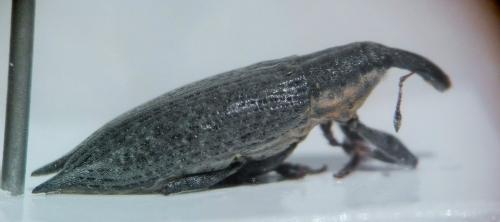 Lixus mucronatus
